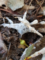 Didymium mucilago