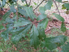 Quercus falcata