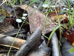 Marasmiineae