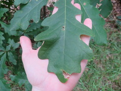Quercus alba