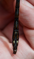 Cordulegaster maculata