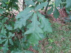 Quercus alba