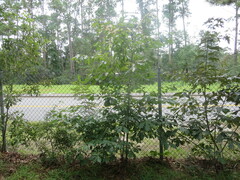 Quercus alba