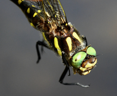 Cordulegaster maculata