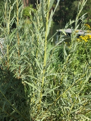 Salix exigua