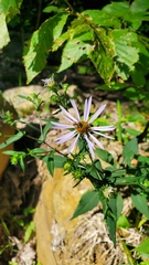 Symphyotrichum prenanthoides