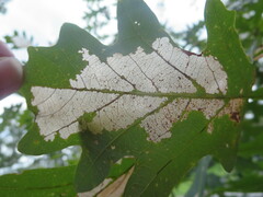 Quercus alba