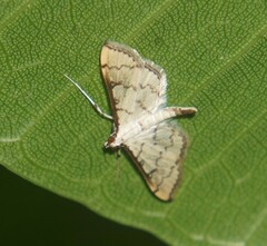 Blepharomastix ranalis