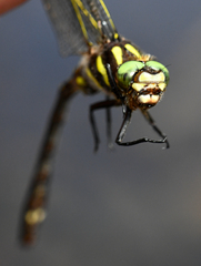 Cordulegaster maculata