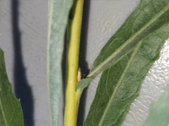 Salix exigua