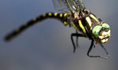 Cordulegaster maculata