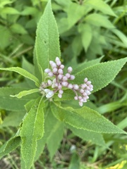 Eutrochium maculatum