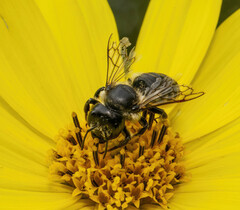 Megachile inermis