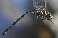 Cordulegaster maculata