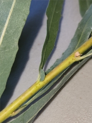 Salix exigua