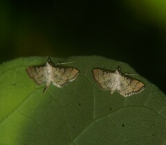 Blepharomastix ranalis