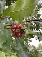 Andricus quercusstrobilanus