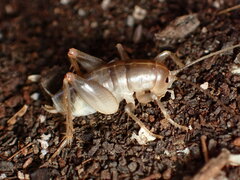 Ceuthophilus californianus