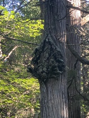 Agrobacterium radiobacter