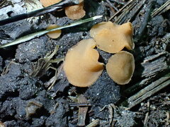 Trichophaea brunnea