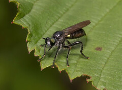Laphria canis