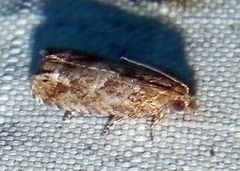 Olethreutinae