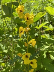 Senna hebecarpa