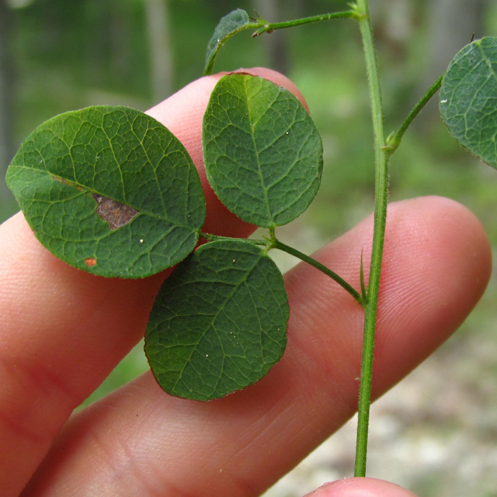 Desmodium marilandicum