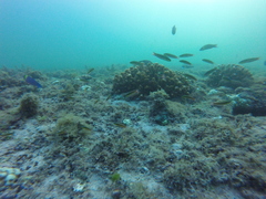 Thalassoma lucasanum