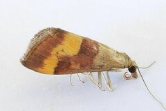 Pyrausta flavofascialis