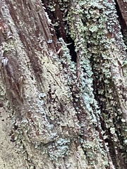 Lecanora thysanophora