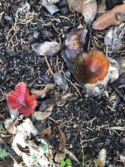 Hygrocybe conica