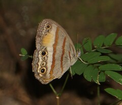 Cissia pseudoconfusa