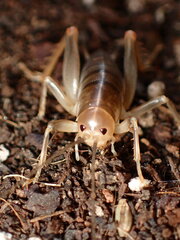 Ceuthophilus californianus