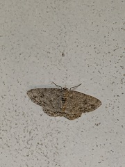 Ectropis crepuscularia