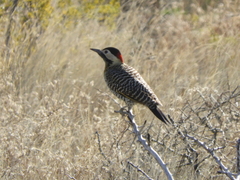 Colaptes melanochloros