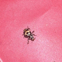 Hippodamia parenthesis