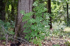 Sambucus