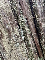 Lecanora thysanophora