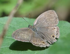 Cissia pseudoconfusa