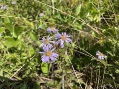 Eurybia spectabilis