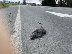 Porphyrio melanotus melanotus