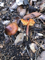 Hygrocybe conica
