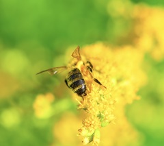 Andrena hirticincta