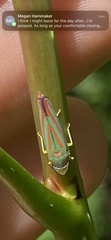 Graphocephala
