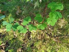 Passiflora lutea