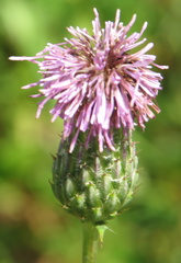 Cirsium arvense
