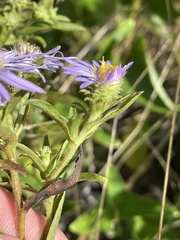Eurybia spectabilis