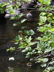 Viburnum opulus americanum