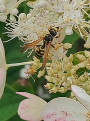 Polistes dominula